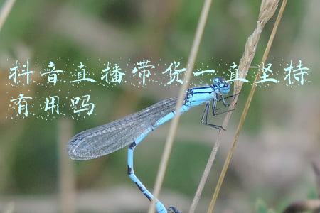 抖音直播带货一直坚持有用吗