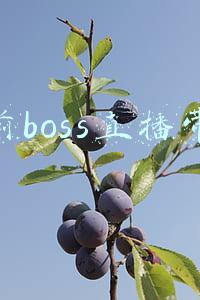 目前boss直播带货