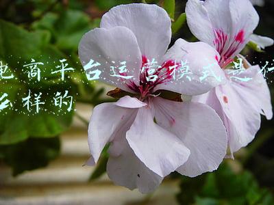 电商平台运营模式是什么样的