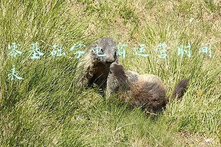 零基础学电商运营时间表