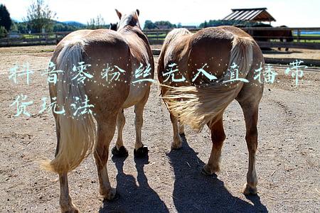 抖音零粉丝无人直播带货玩法