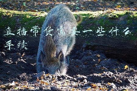 直播带货需要一些什么手续