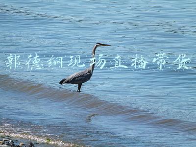 郭德纲现场直播带货