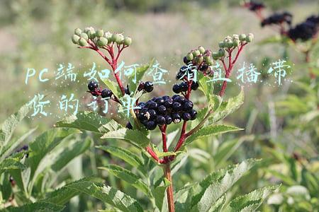 带货直播在哪里能看到(春节前13国外交官上天猫国际直播间“带货”国家特产)