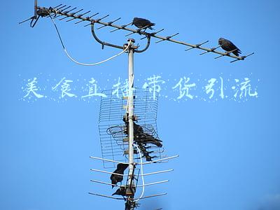美食直播带货引流