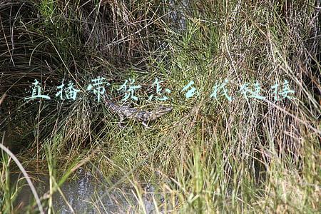 直播带货怎么找链接
