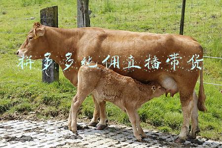 拼多多带货主播佣金怎么算(拼多多向百亿补贴商家抽佣金1%~3%，但百亿补贴力度不减)