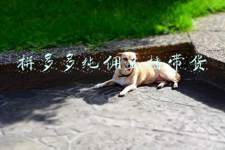 拼多多纯佣直播带货