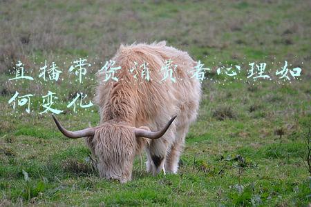 直播带货消费者心理如何变化