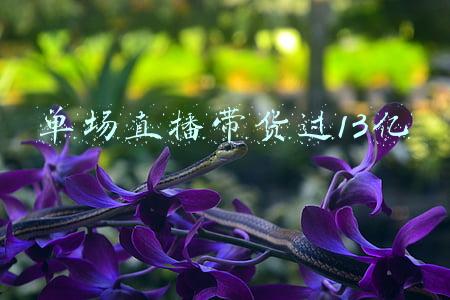 单场直播带货过13亿