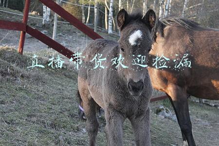 直播带货欢迎捡漏