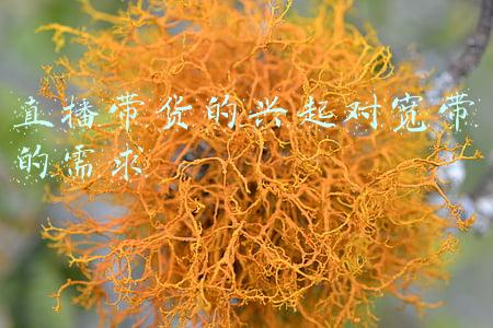 直播带货的兴起对宽带的需求