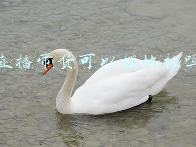 直播带货可以摆地摊吗