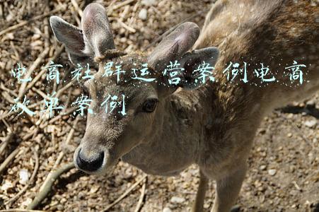 电商的案例(淘宝发布中小商家增长十大案例，这些赛道拥有新机会)