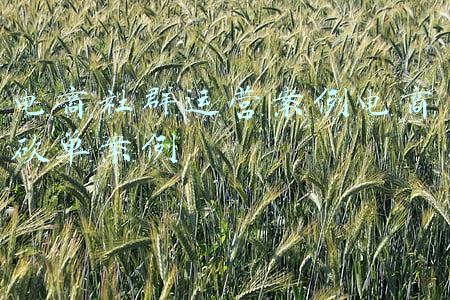 社区电商运营成功案例(每亩增收2000元！淘菜菜打造“超级”水果：社区电商这么做就对了)