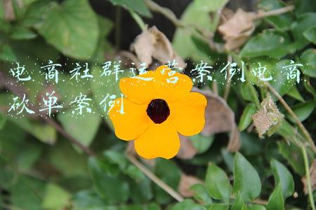 社交电商案例(从年融百亿到京东、小米逃离，“拉人头”社交电商崩塌之谜)