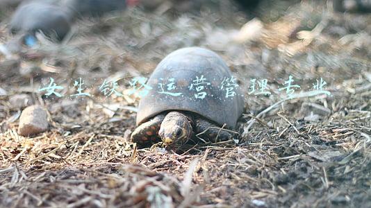 女生铁路运营管理专业