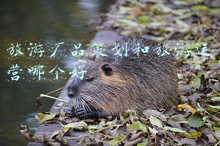 旅游厂品策划和旅游运营哪个好