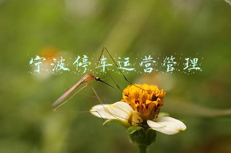 宁波停车运营管理