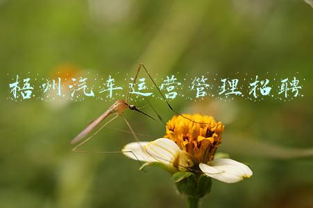 梧州国企招聘(广西今年首场超大型线下招聘会举行，吸引6.5万人次求职者)