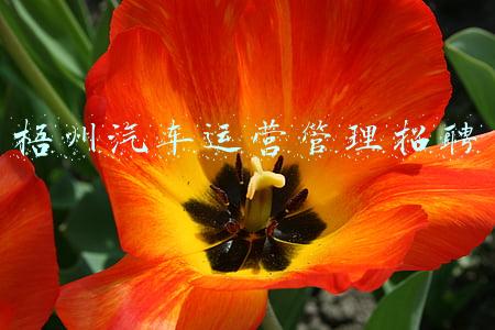 梧州汽车运营管理招聘