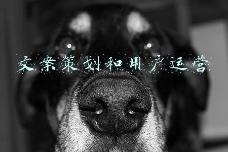 文案运营是做什么的(高新科技公司招聘文案策划，媒介运营)