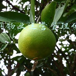 华润的物业(碧桂园、绿城、华润的物业，竟然走上了完全不同的道路？)