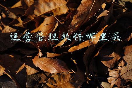 运营管理软件哪里买