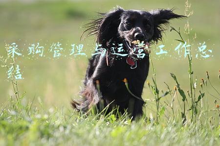 采购管理与运营工作总结