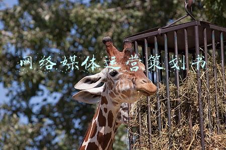 媒体运营策划主要做什么(新媒体运营的主要工作内容有哪些？)