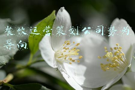 餐饮运营策划公司势为导向