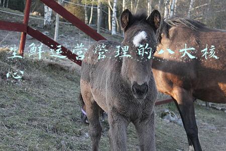 生鲜经营5大原则(生鲜传奇及其“五定”经营理念)