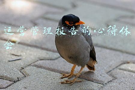 运营管理报告的心得体会