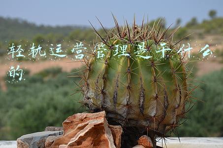 轨道运营管理(城市轨道交通运营管理)