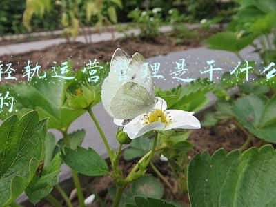 城市轨道交通运营管理专业是什么意思(城市轨道交通运营管理专业)