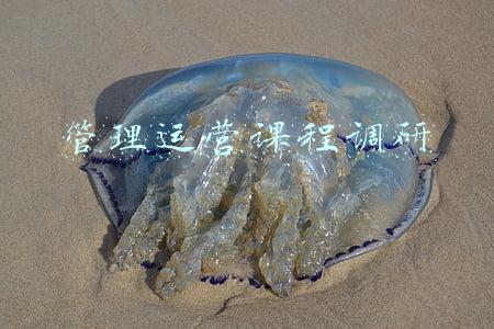 管理运营课程调研
