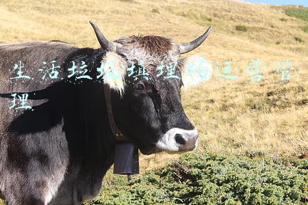 生活垃圾填埋场运营管理教程(2021一建《市政》，生活垃圾填埋处理工程施工要点(上))
