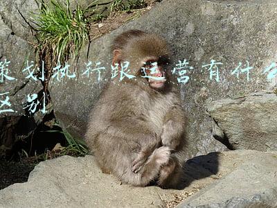 策划执行跟运营有什么区别