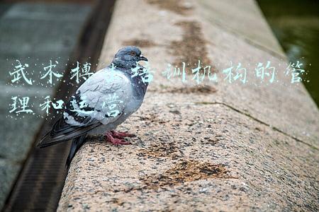 武术搏击培训机构的管理和运营