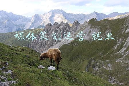 媒体策划运营 就业