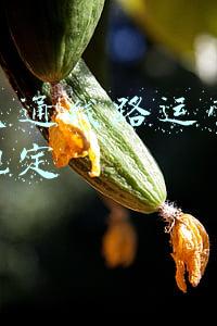 重庆市轨道交通线路图(重庆有这么多地铁线路，你全都知道吗？)