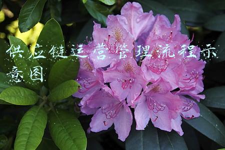 供应链运营管理工作总结(采购供应链职业人，该写年度工作盘点与总结了)