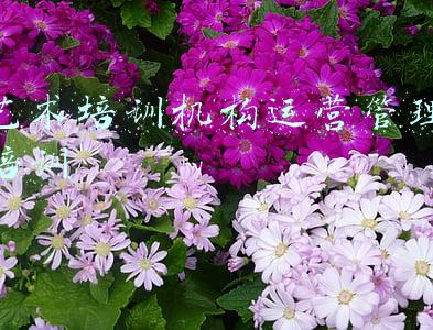 艺术培训机构运营管理培训