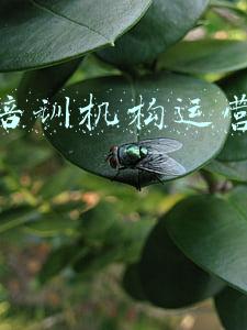 艺术培训机构运营管理培训