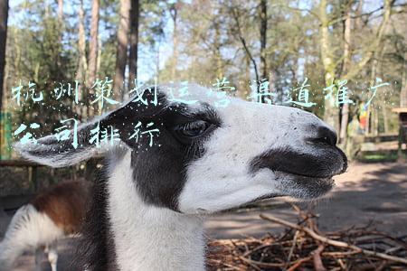 杭州广告策划公司排名(杭州十大天猫代运营公司排名收费前三名)