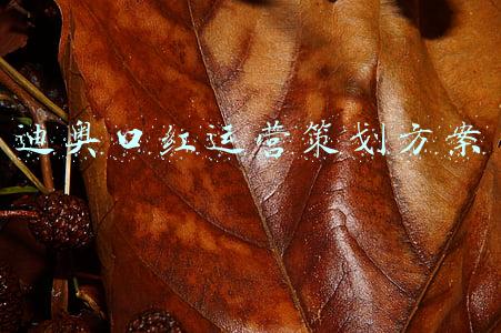 迪奥口红运营策划方案