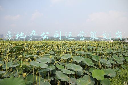 房地产公司运营策划岗