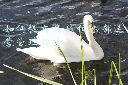 如何提高足球俱乐部运营管理效率