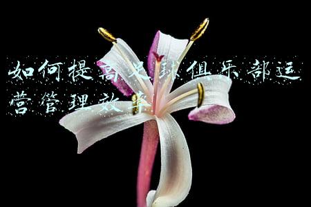 如何经营一个足球俱乐部(由国足新败：说说德国足球选拔机制是什么，足球运动如何展开的？)