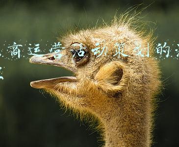 电商运营活动策划的流程